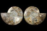 Agatized Ammonite Fossil - Madagascar #121476-1